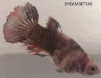 Betta Hembra Halfmoon - Plakat 
